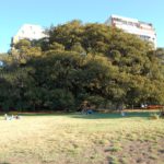 Buenos Aires - Gomero de la Recoleta - Árvore com quase 200 anos