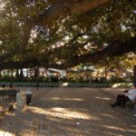 Buenos Aires - Gomero de la Recoleta - Árvore com quase 200 anos