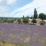 Banon - Provence - Campos de Lavanda