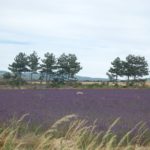 Banon - Provence - Campos de Lavanda